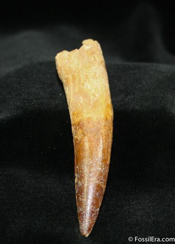 Awesome / Inch Rooted Spinosaurus Tooth #738